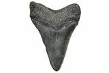 Juvenile Megalodon Tooth - South Carolina #328730-1